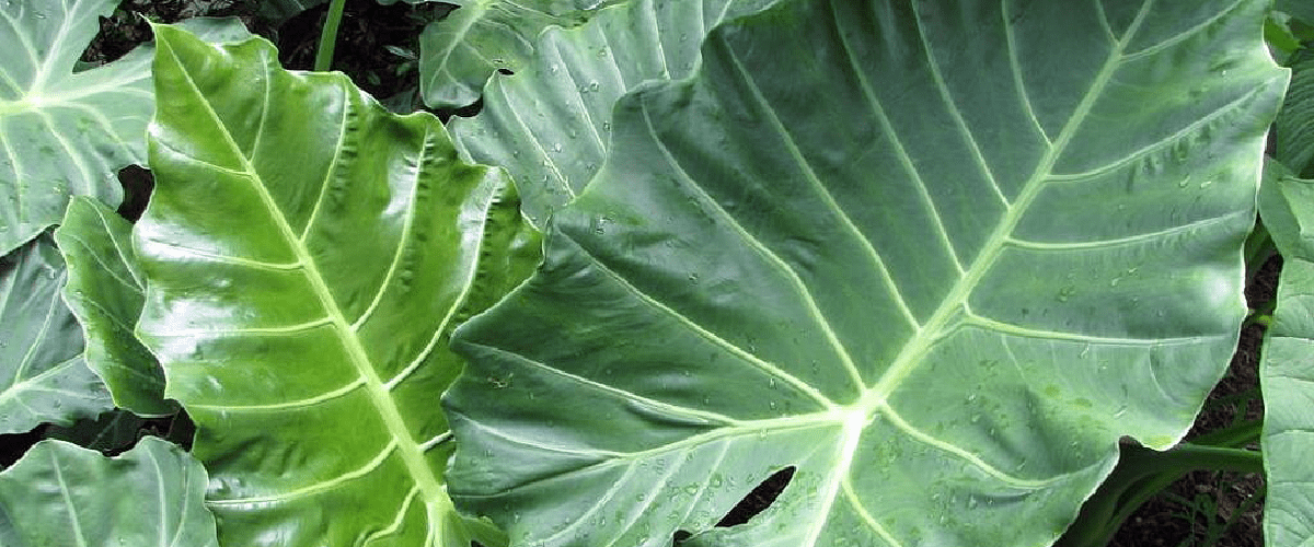 Alocasia or Upright Elephant’s Ear - dutchflowerbulbs.com