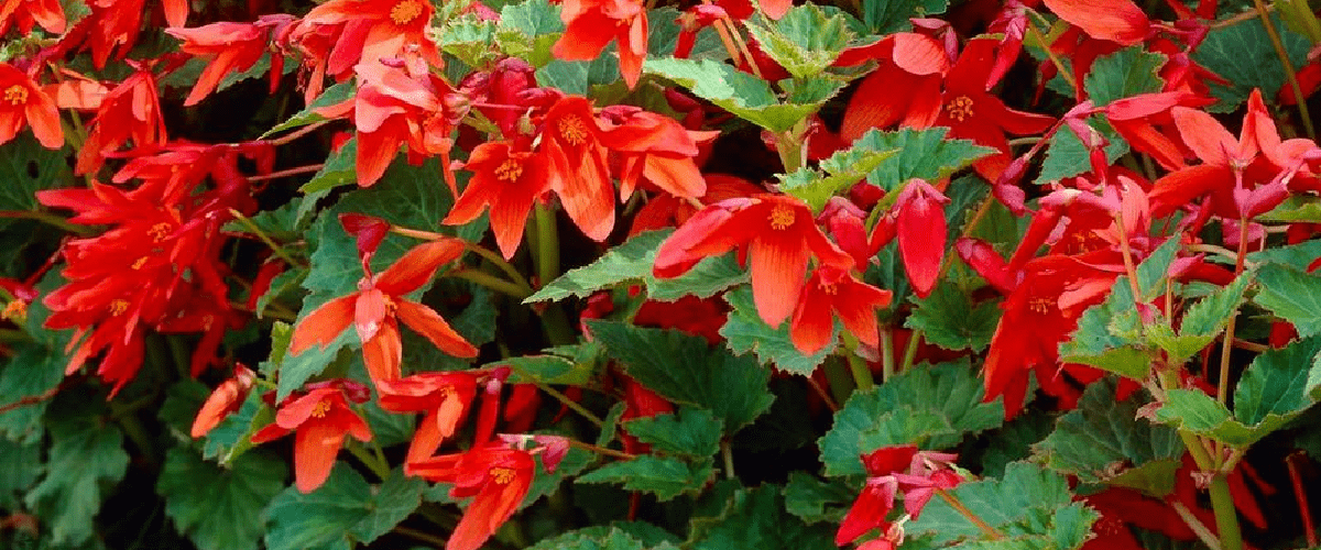 Begonia Bertini - dutchflowerbulbs.com
