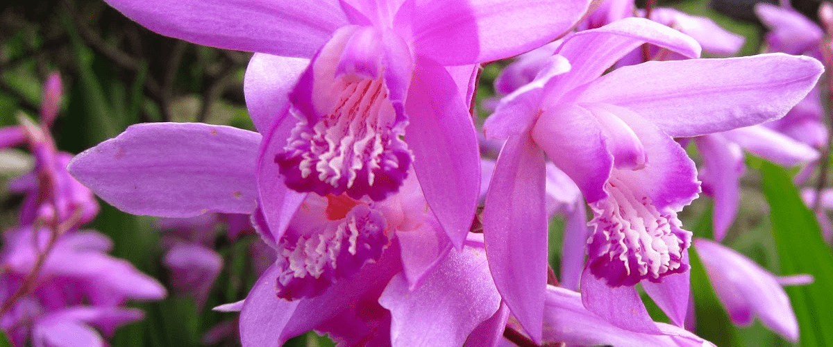 Bletila Striata or Hardy Ground Orchid - dutchflowerbulbs.com