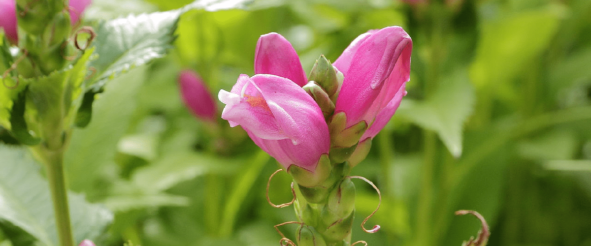 Chelone Obliqua or Pink Turtlehead - dutchflowerbulbs.com