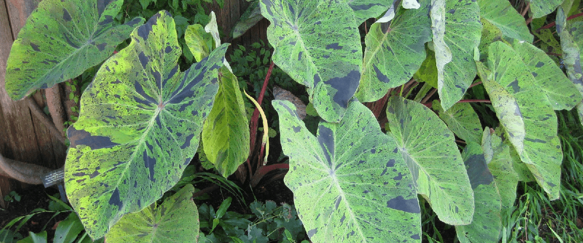 Colocasia Esculenta 'Mojito' - dutchflowerbulbs.com