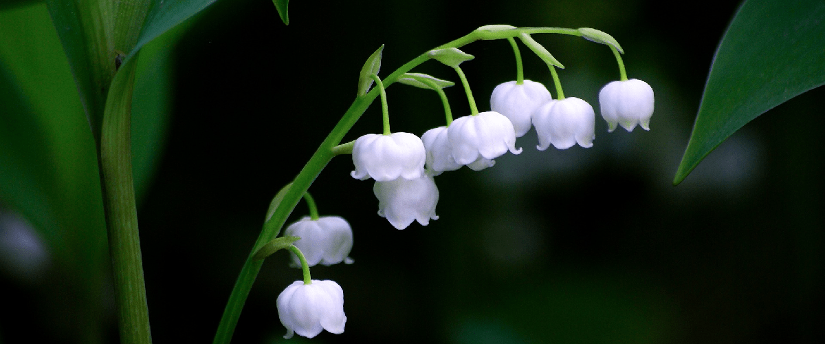 Convallaria Majalis Or Lily Of The Valley - dutchflowerbulbs.com