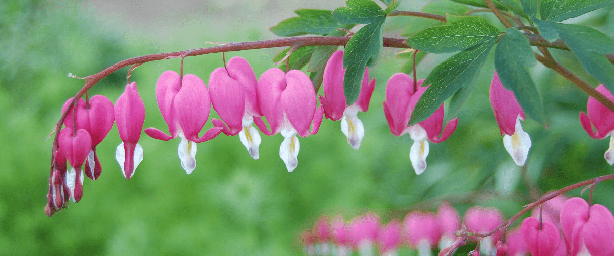 Dicentra Spectabilis Or Bleeding Hearts - dutchflowerbulbs.com