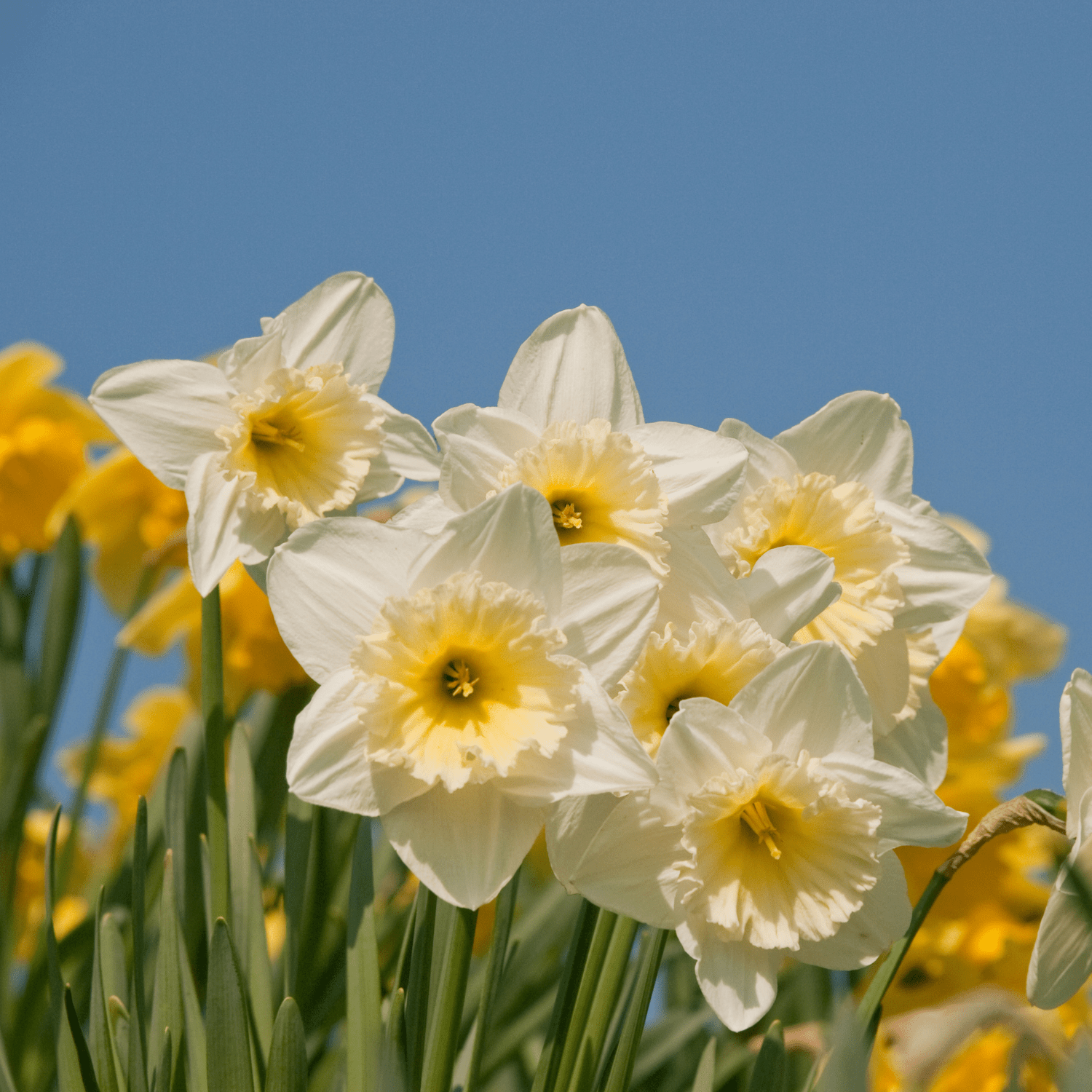 Daffodil planting instructions - dutchflowerbulbs.com