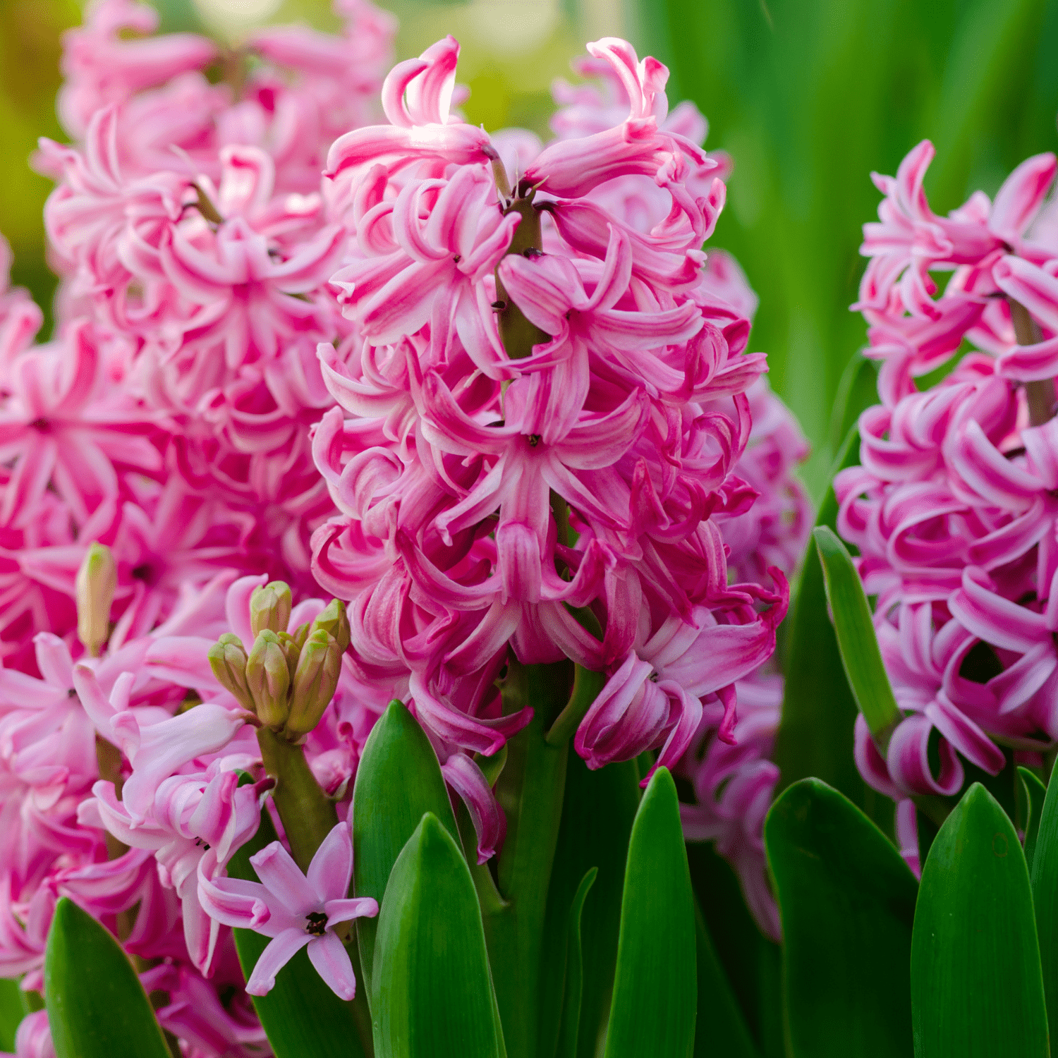 Hyacinths planting instructions - dutchflowerbulbs.com