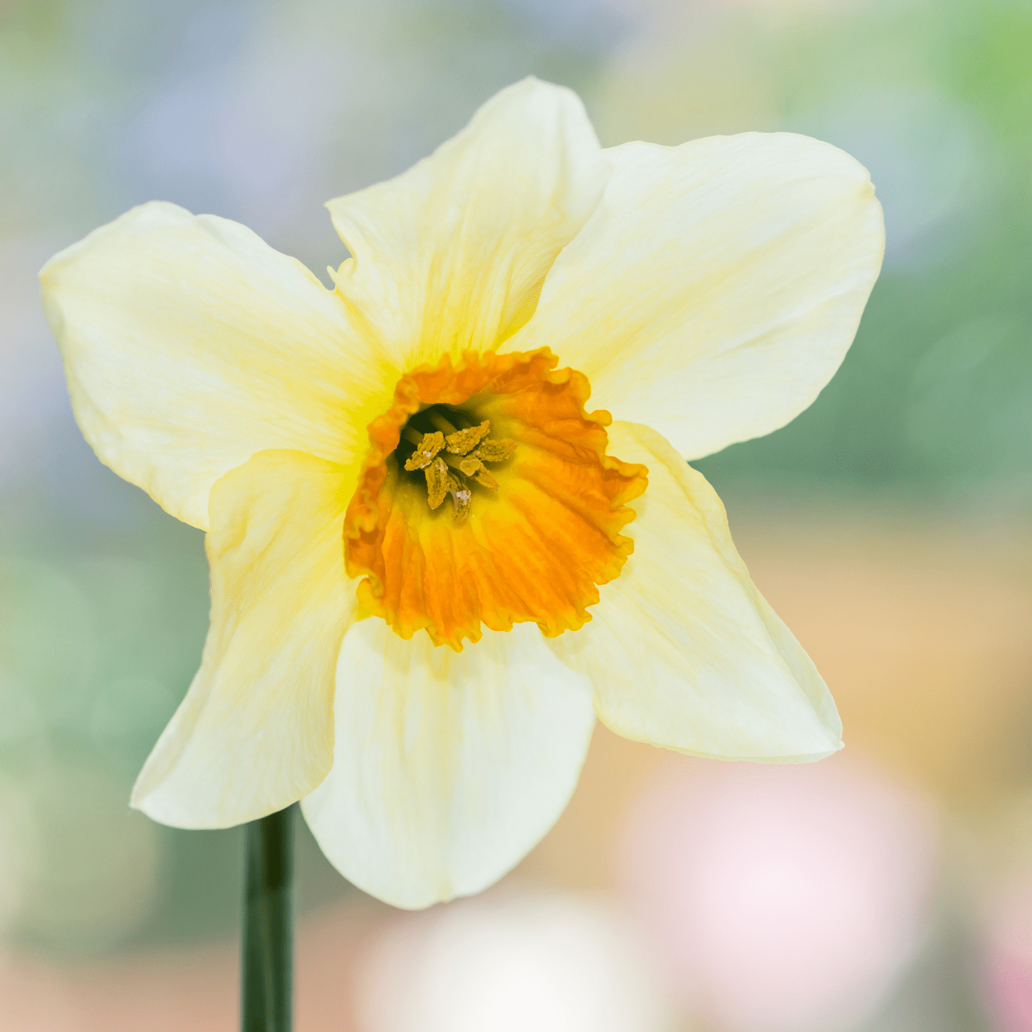The ultimate guide to planting, growing, and caring for your Daffodils! - dutchflowerbulbs.com