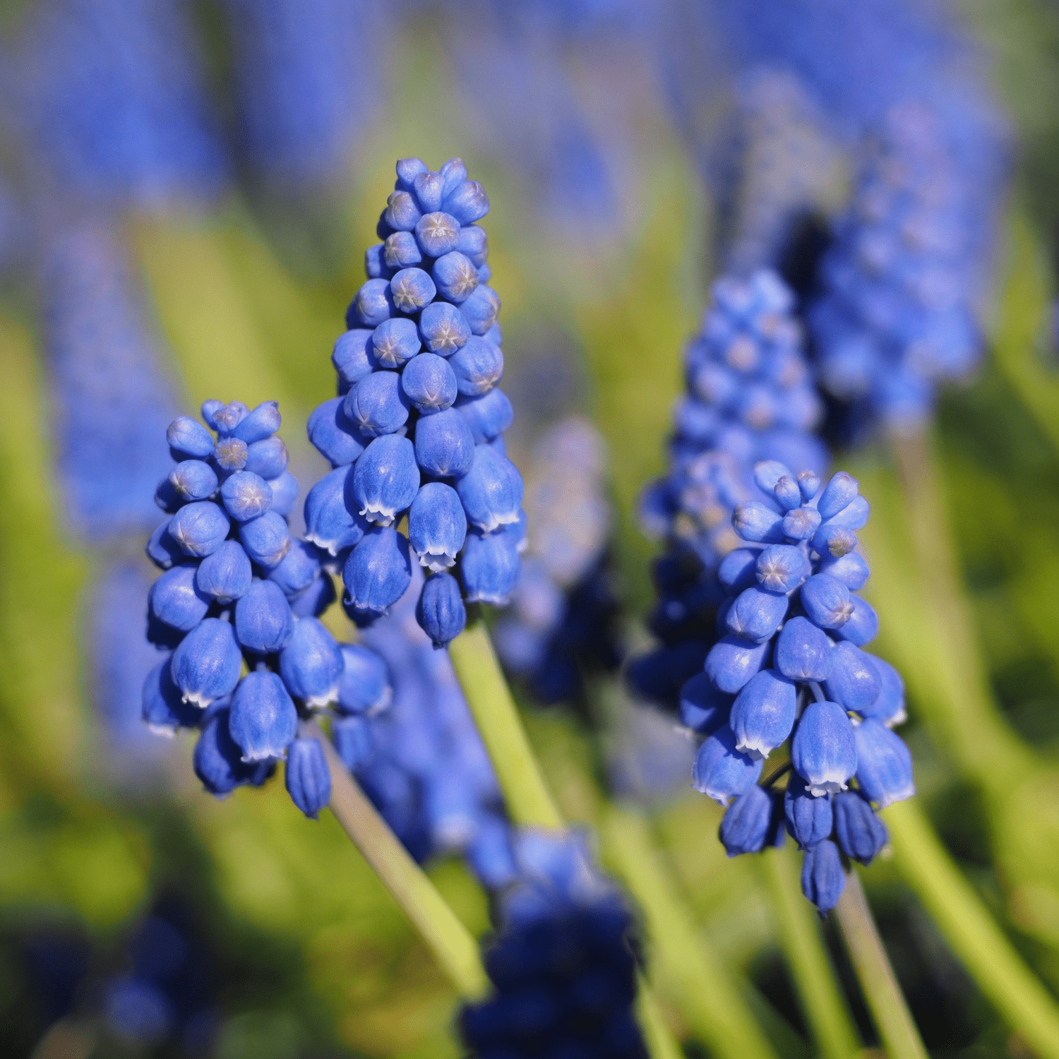 How to care for Grape Hyacinths? The ultimate caring guide for Grape Hyacinths - dutchflowerbulbs.com