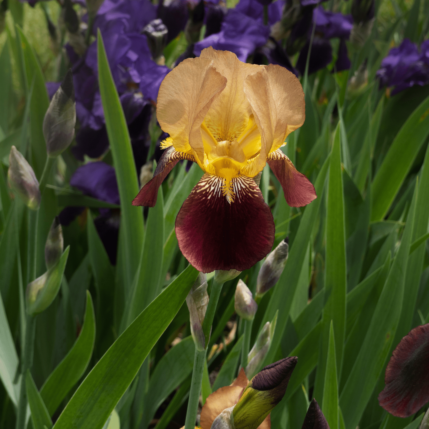 How to care for Bearded Irises? - The ultimate caring guide for Bearded Iris - dutchflowerbulbs.com