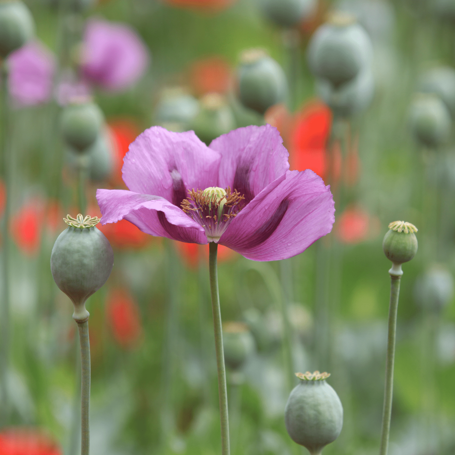 Where to Plant Poppies in Your Garden: Perfect Spots