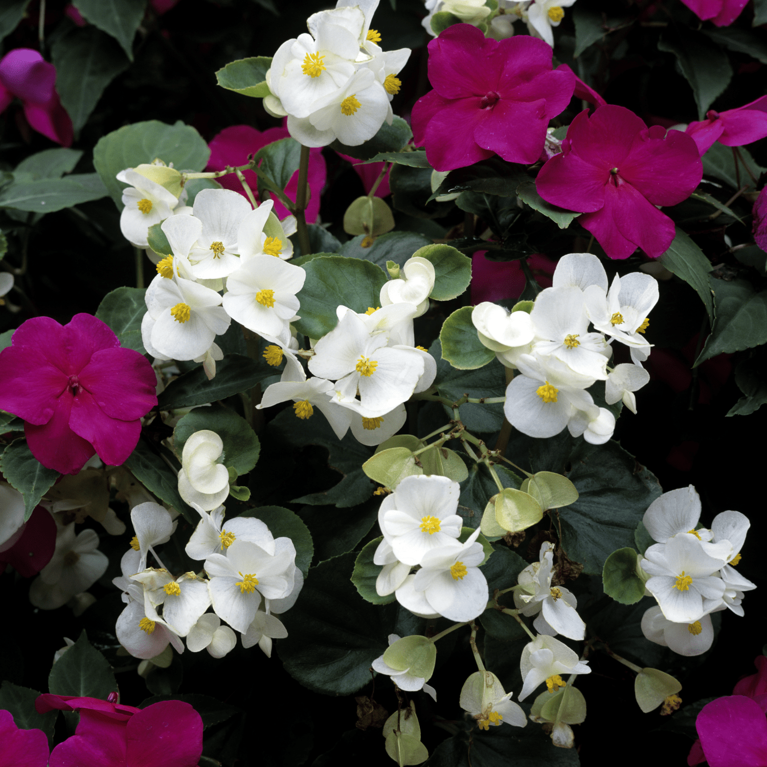 How to Take Care of Begonias: Expert Tips for Thriving Blooms