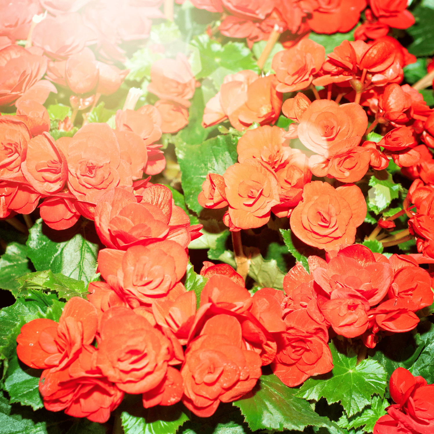 How to Take Care of Begonias: Expert Tips for Thriving Blooms