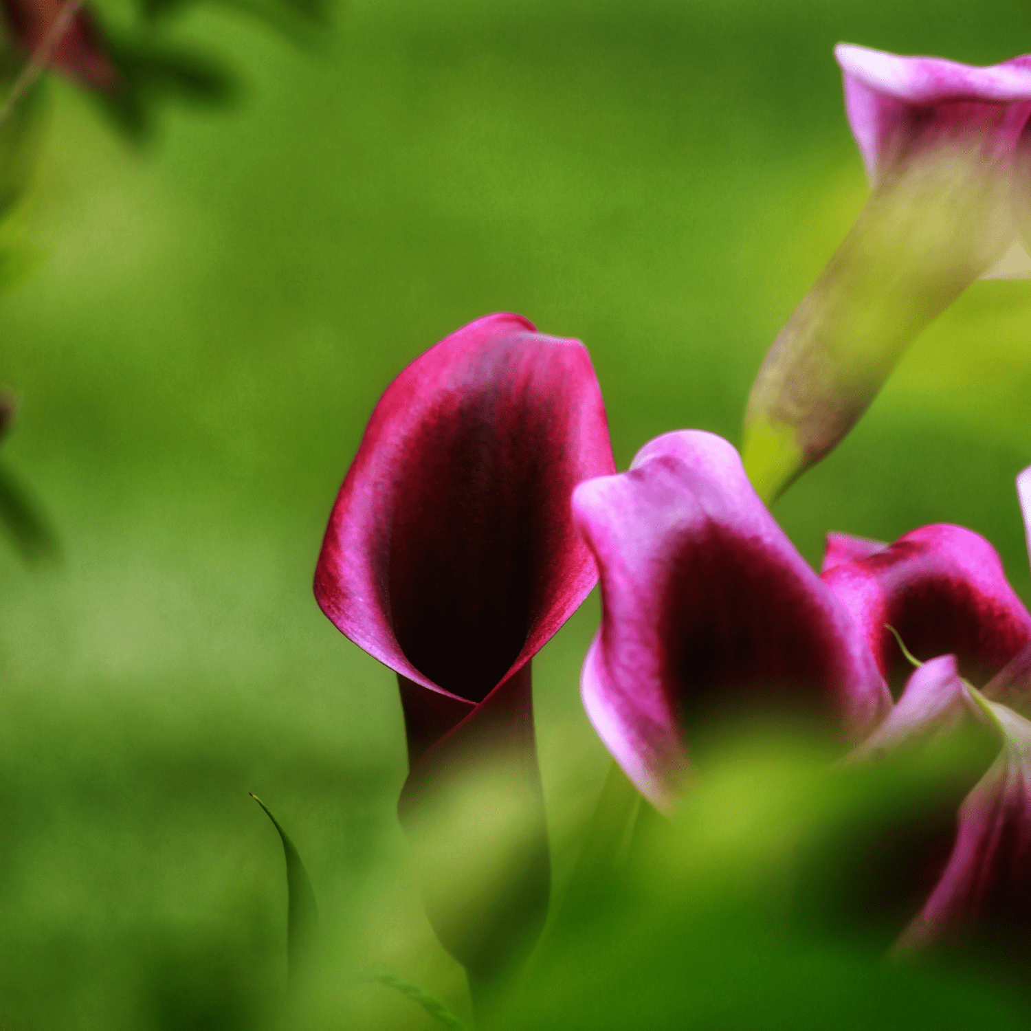 How to Take Care of Calla Lilies: Expert Tips