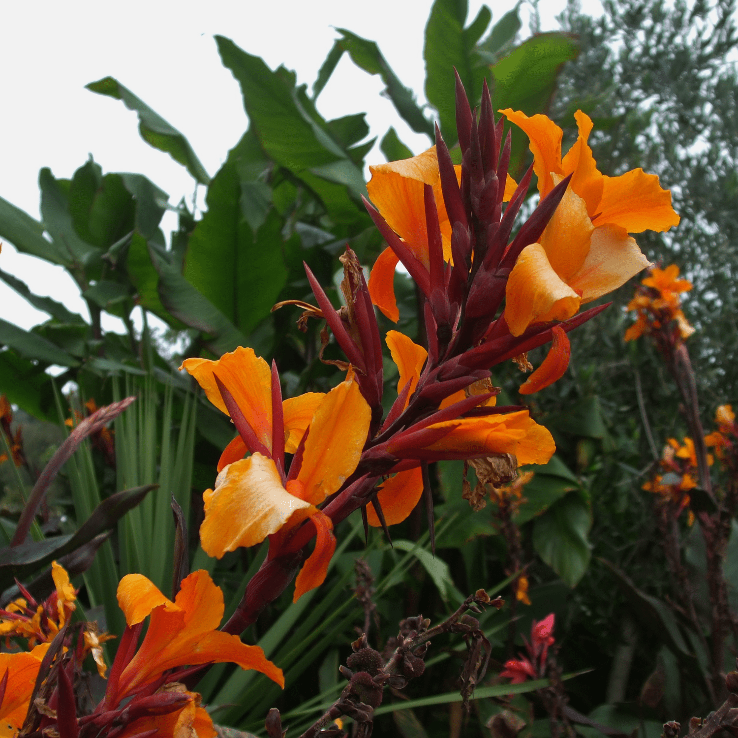 How to care for Cannas? - The ultimate caring guide for Cannas - dutchflowerbulbs.com