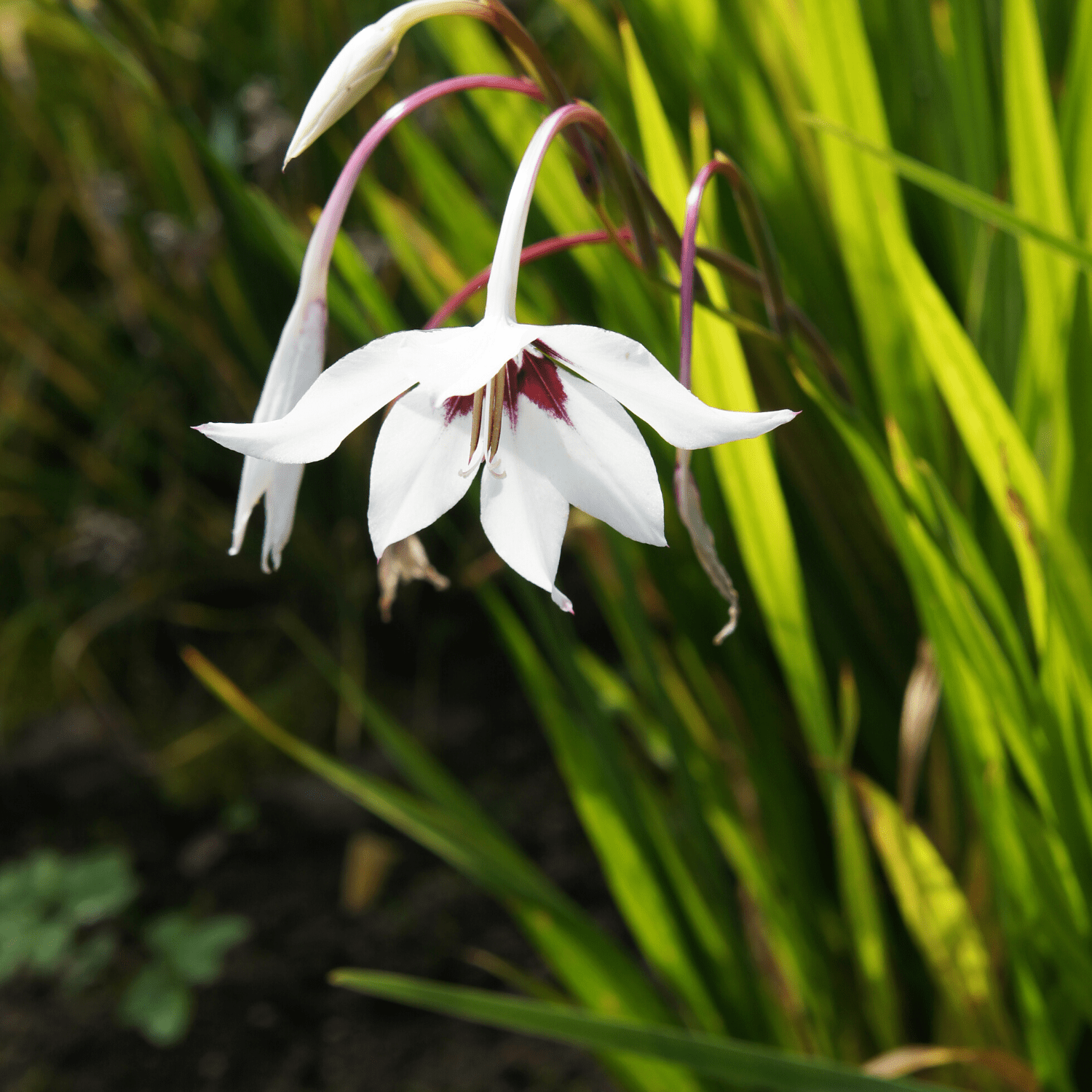 Acidanthera planting instructions - dutchflowerbulbs.com