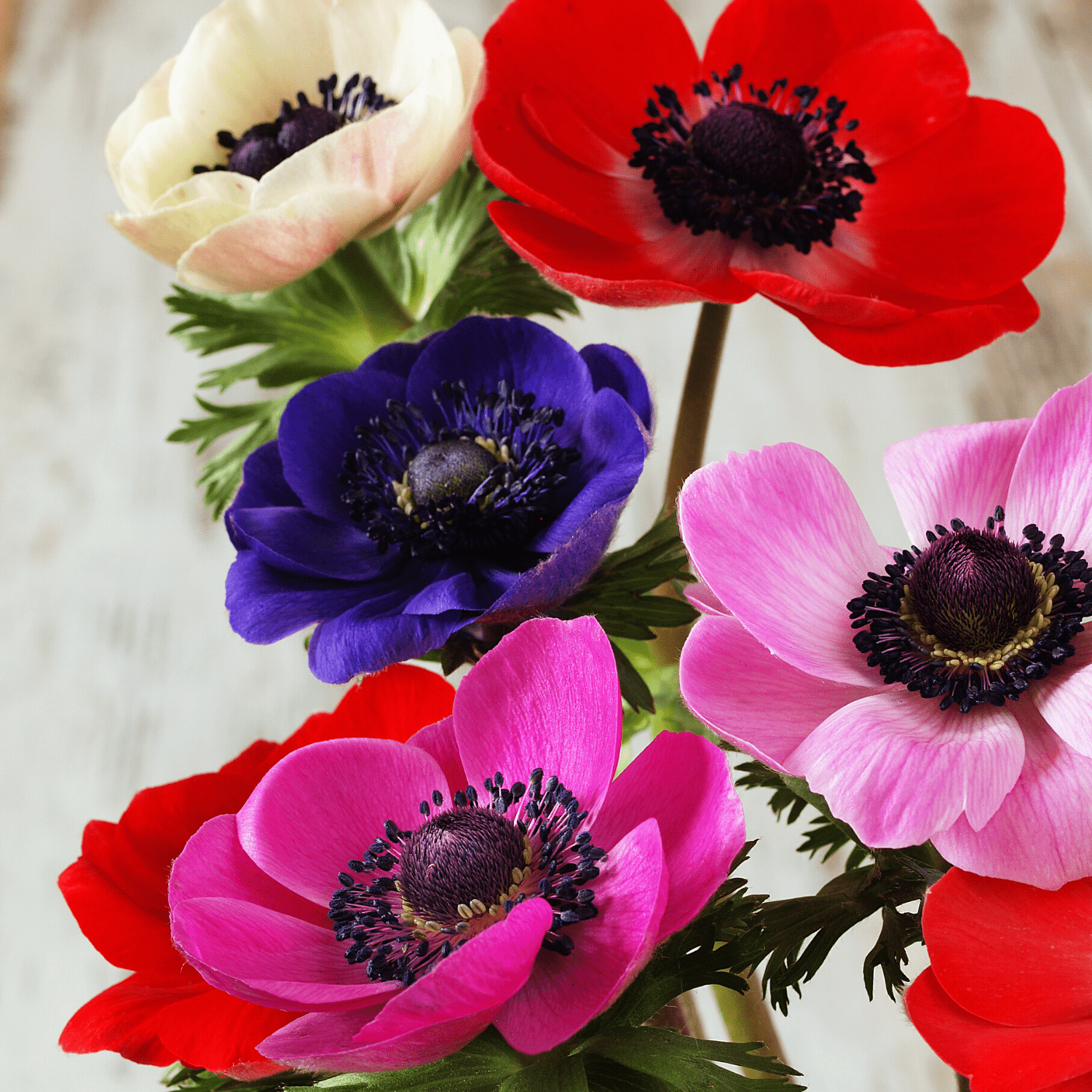 Anemones planting instructions - dutchflowerbulbs.com
