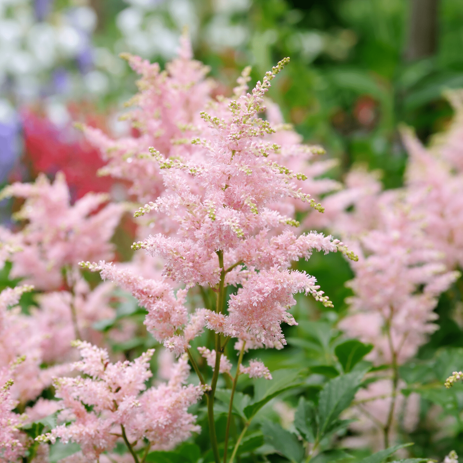 Astilbe planting instructions - dutchflowerbulbs.com