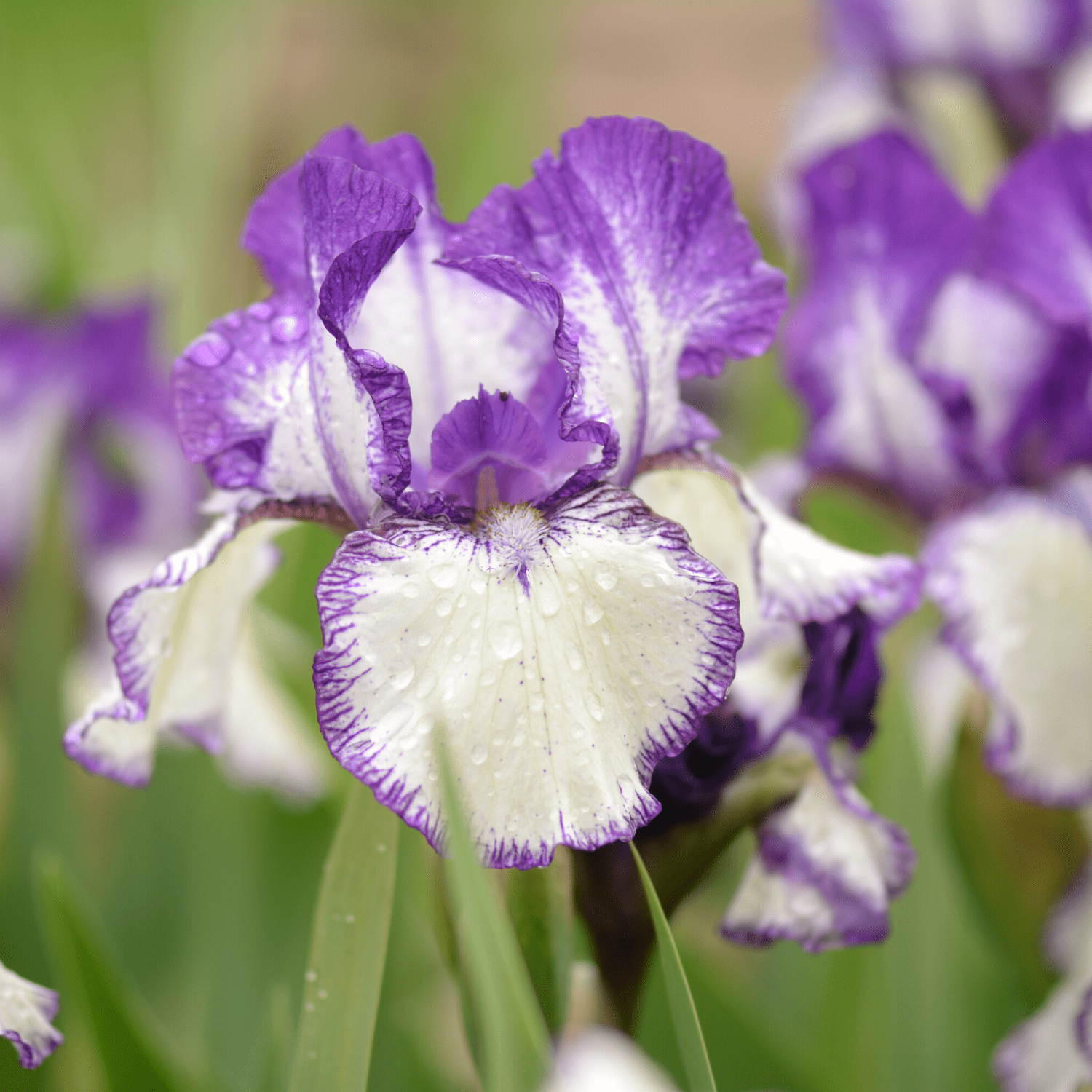 Bearded Iris planting instructions - dutchflowerbulbs.com