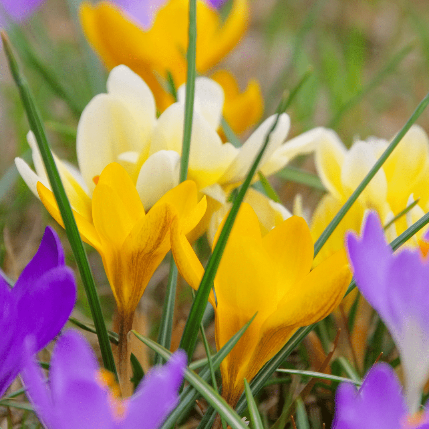 How to grow Crocus? - The ultimate growing guide for Crocuses - dutchflowerbulbs.com
