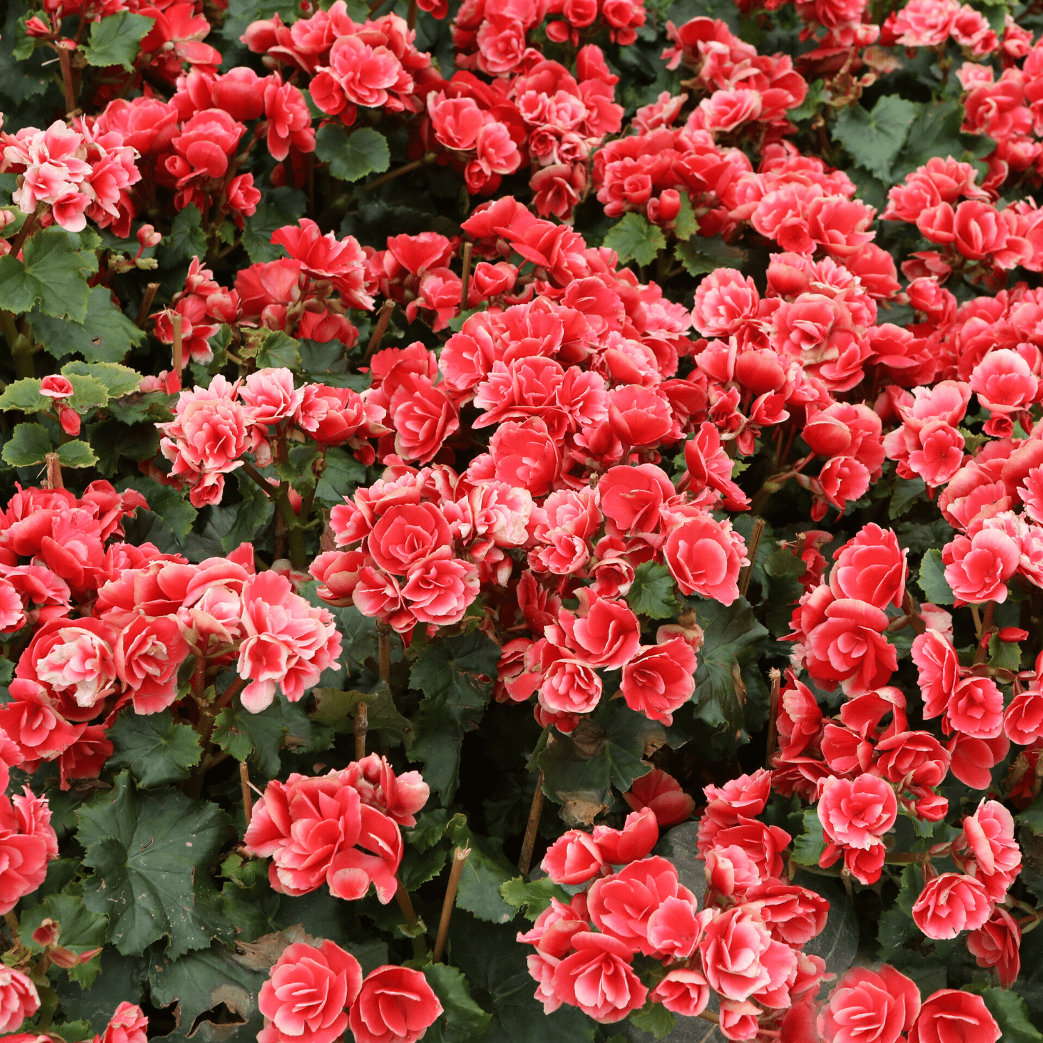 Begonia planting instructions - dutchflowerbulbs.com