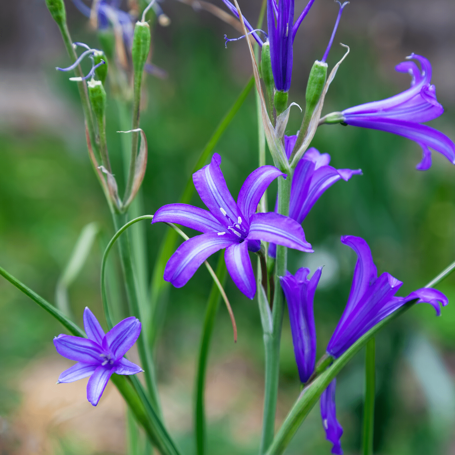 Brodiaea planting instructions - dutchflowerbulbs.com