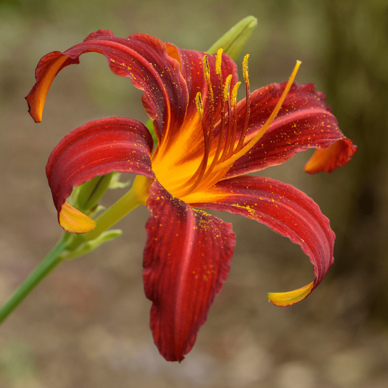Daylilies planting instructions - dutchflowerbulbs.com