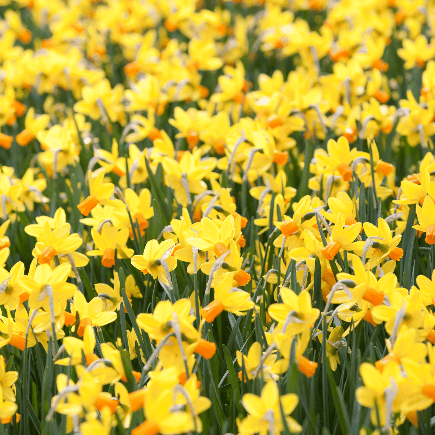 How to plant Daffodils? - The ultimate planting guide for Daffodils - dutchflowerbulbs.com