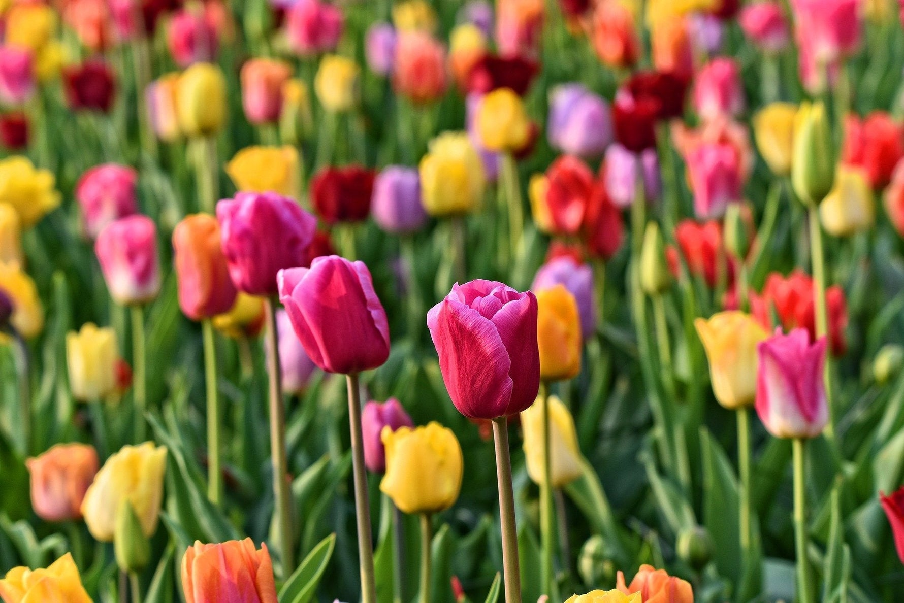 How to care for Tulips after blooming - dutchflowerbulbs.com