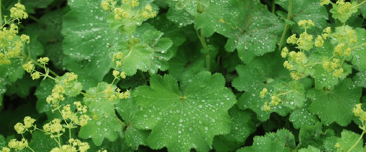 Alchemilla Mollis or Lady’s Mantle - dutchflowerbulbs.com
