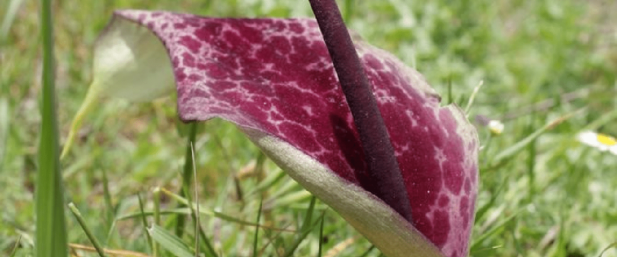 Arum Cornutum Or Voodoo Lily - dutchflowerbulbs.com