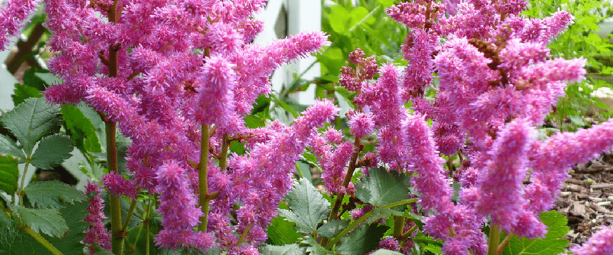 Astilbe or False Spirea - dutchflowerbulbs.com