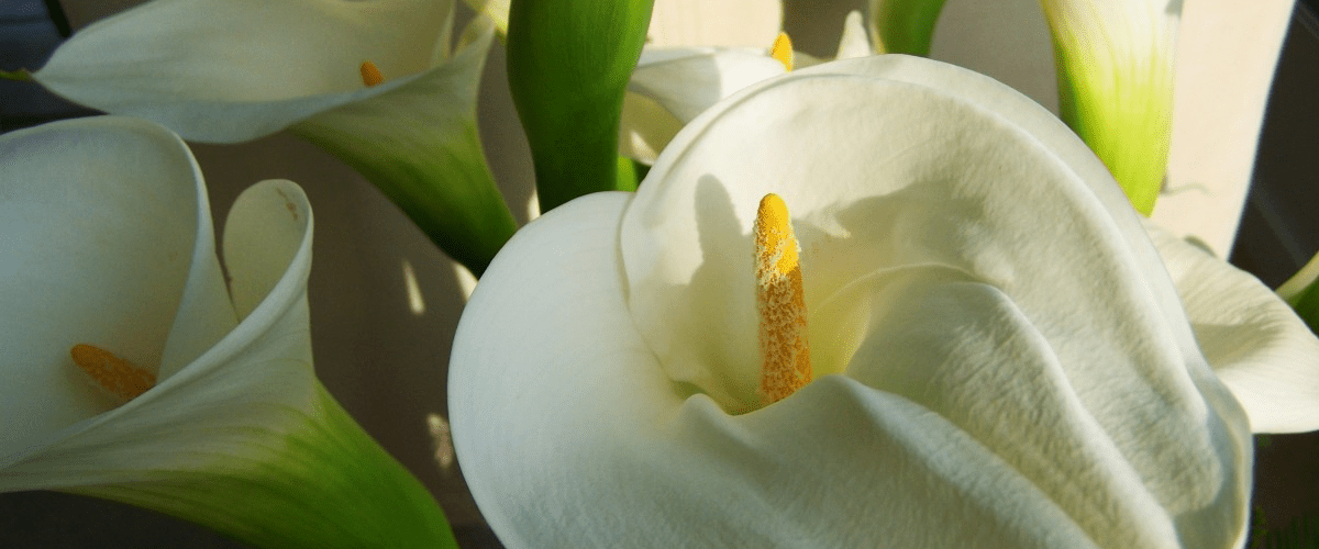 Calla Lily - dutchflowerbulbs.com