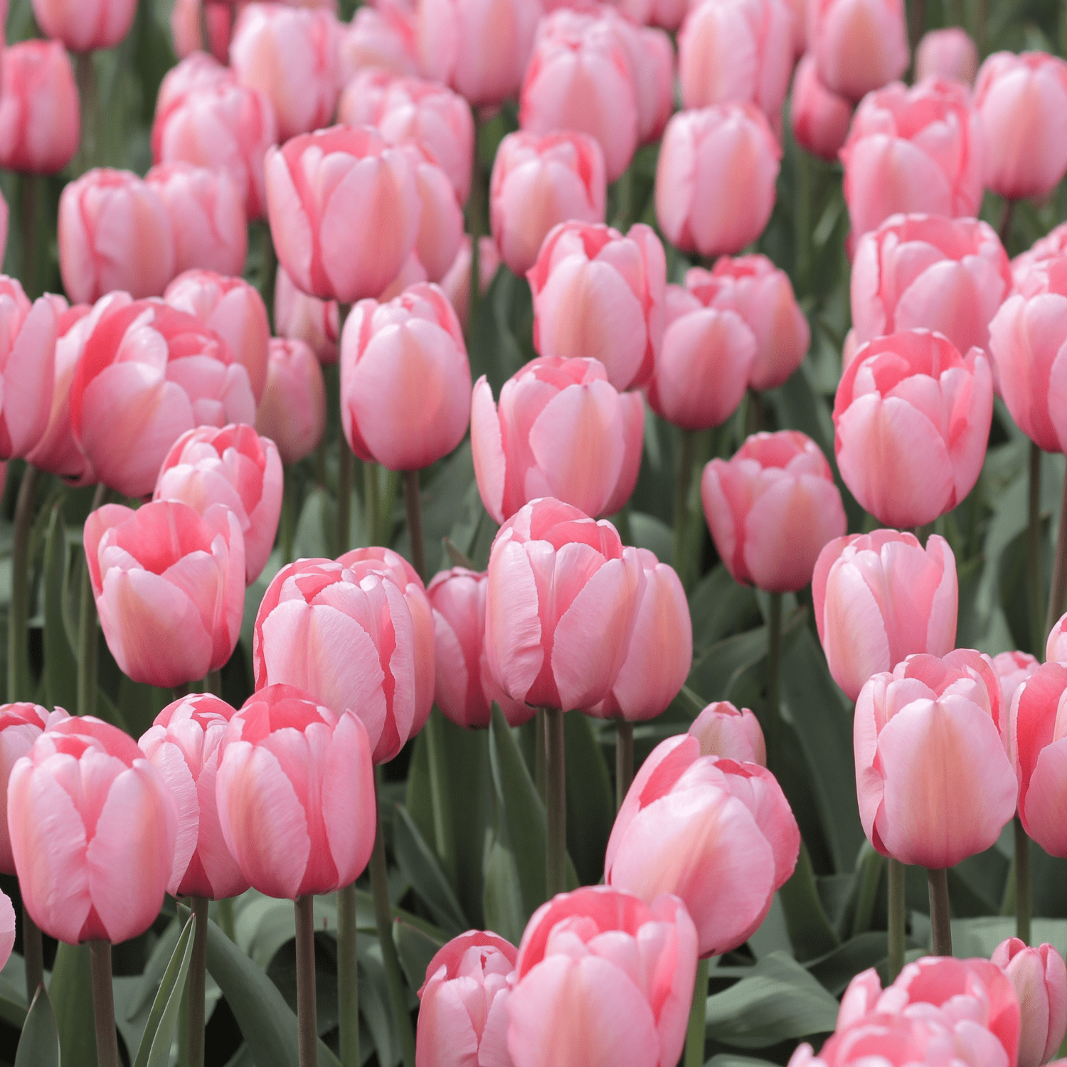 Tulip planting instructions - dutchflowerbulbs.com