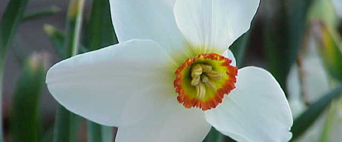 The Poet's Daffodil Actaea, Narcissus