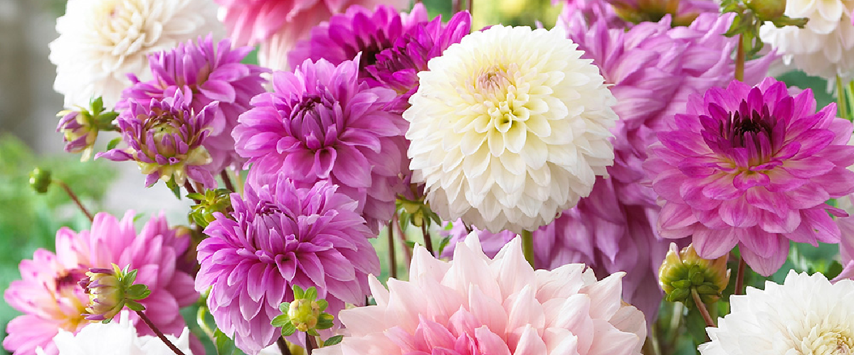 Café au Lait Dahlia  Premium Dutch Flower Bulbs