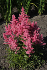 Astilbe - Country and Western