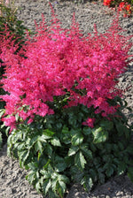 Astilbe - Jump and Jive