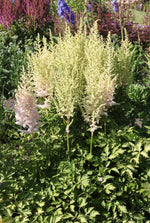 Astilbe - Milk and Honey