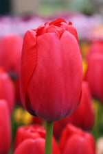 Tulip - Red Pride