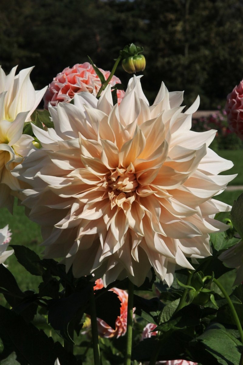 Dahlia - Café au Lait