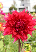 Dahlia - Babylon Red