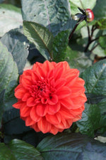 Dahlia - Ellen Houston