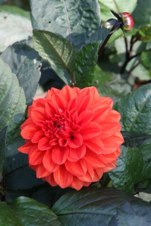 Dahlia - Ellen Houston