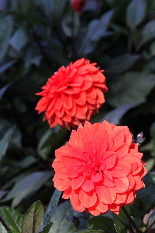 Dahlia - Ellen Houston