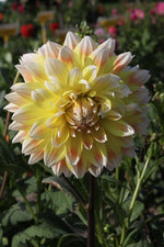 Dahlia - Peaches and Cream
