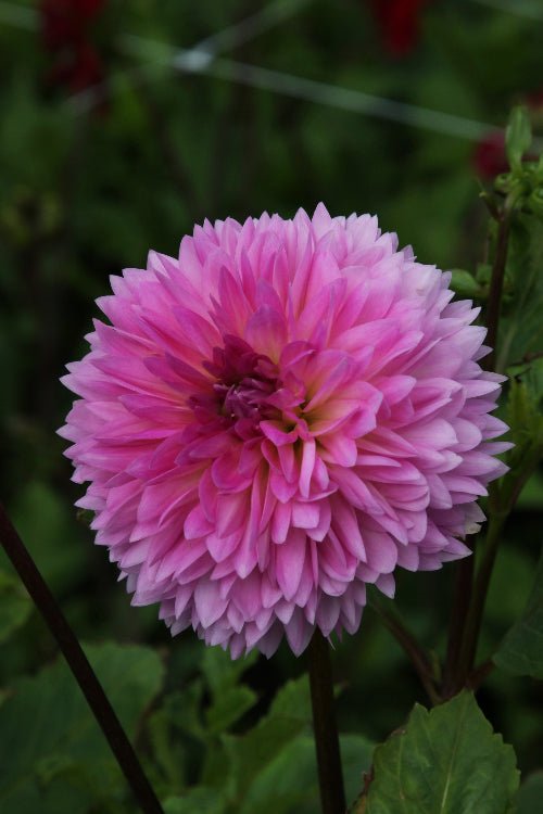 Dahlia - Sakura Fubuki