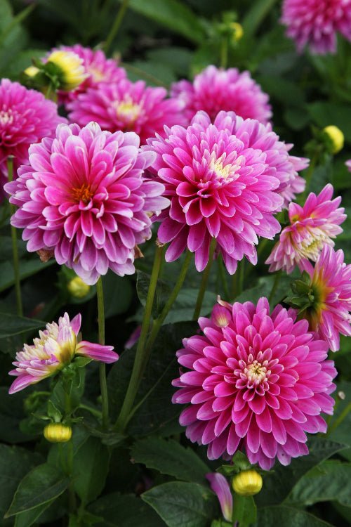 Dahlia - Rembrandt