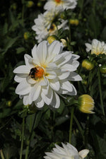 Dahlia - Art Fair
