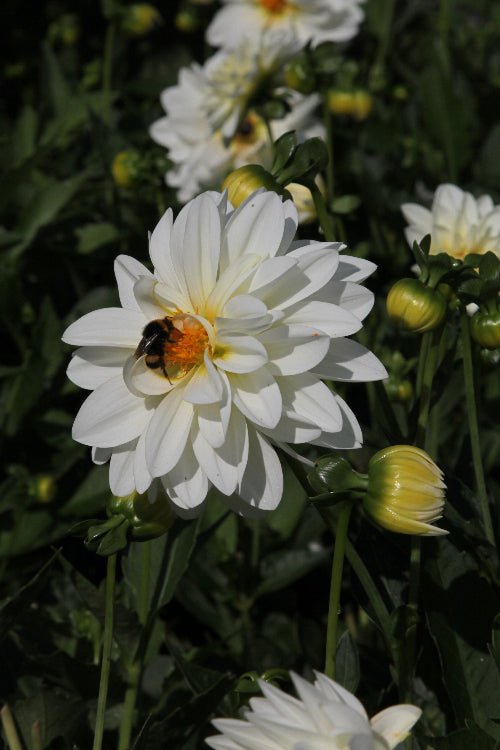 Dahlia - Art Fair