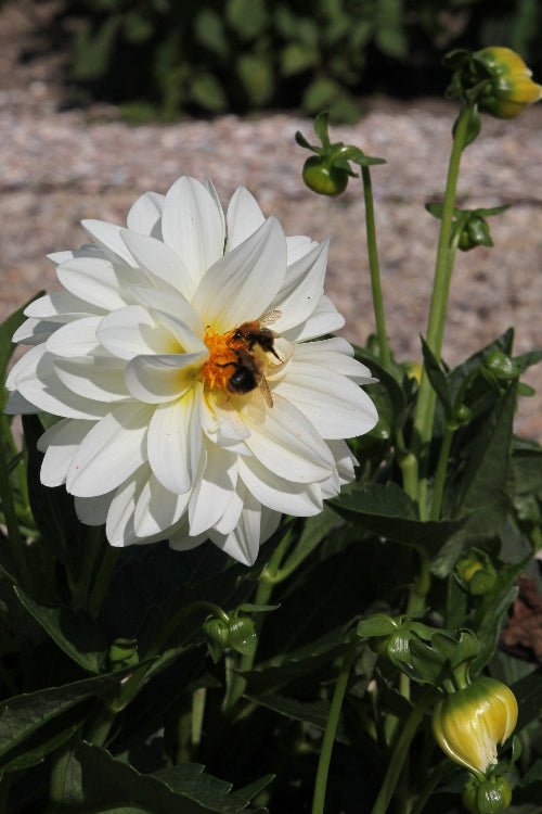 Dahlia - Art Fair