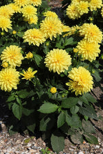 Dahlia - Cezanne